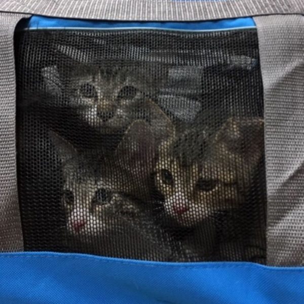 Only 3 beautiful, healthy  Candler kittens are visible but there were 5 in the carrier!